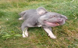 French Bulldog dogs for sale: French bulldog lilac - Image 3
