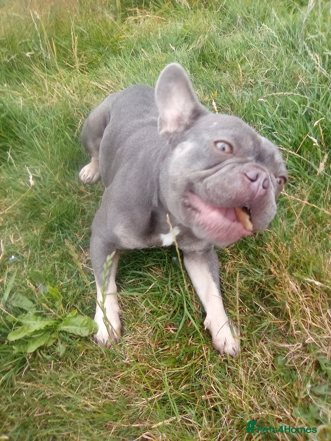 French Bulldog dogs for sale: French bulldog lilac - Image 3