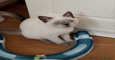 Scottish Fold cats - Advert 13