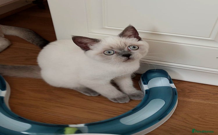 Scottish Fold cats - Advert 3