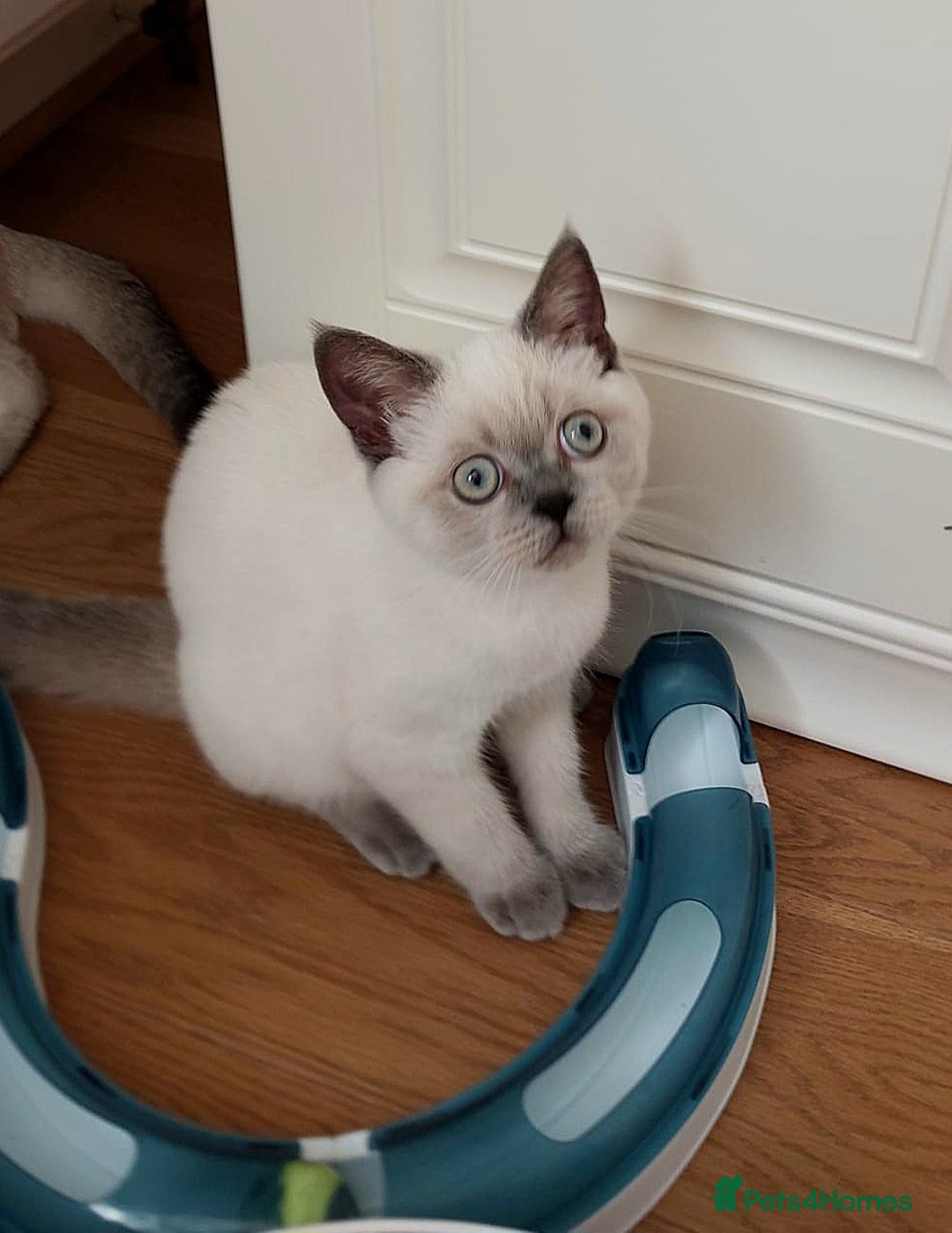 Scottish Fold cats for sale: 😻SF pedigree TICA 😸 BOTH for £1000😸 - Image 14