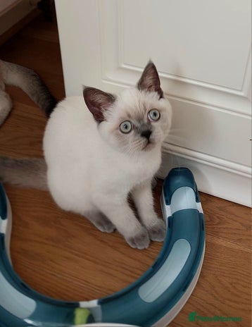 Scottish Fold cats - Advert 4