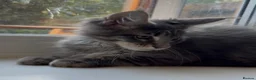Maine Coon cats for sale: Sad sale big beautiful Maine coon boy TICA in Redhill - Advert 8