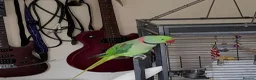 Parakeets birds for sale: Alexandrine boy . And large cage  - Advert 5