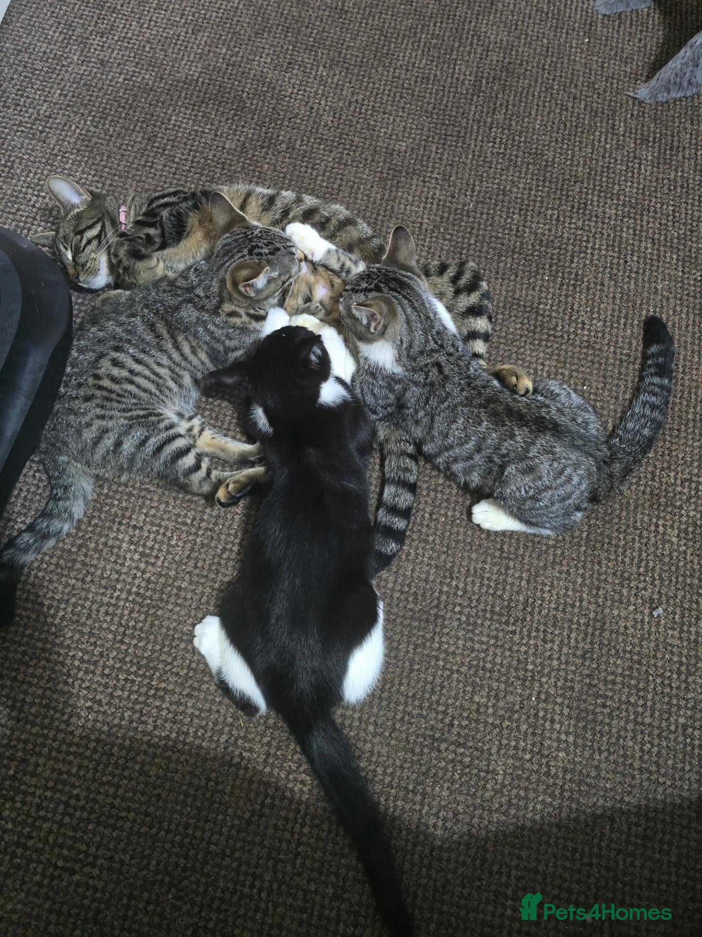 Mixed Breed cats Adorable Kittens Looking for Their Forever Homes - Advert 2