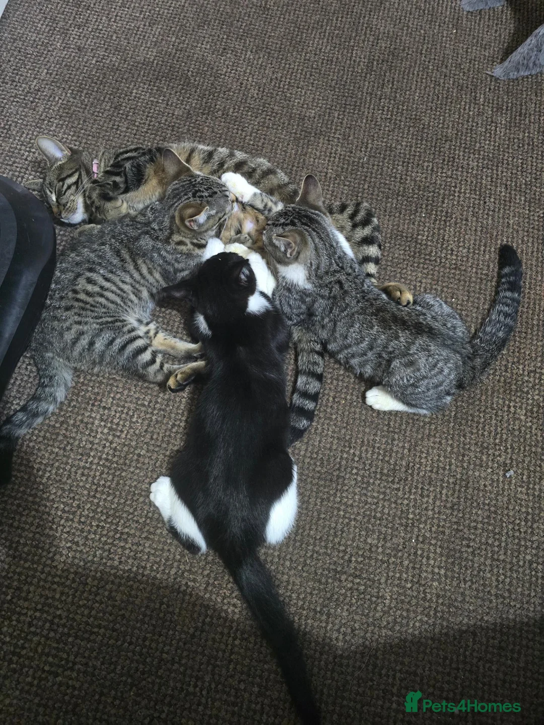 Mixed Breed cats for sale: Adorable Kittens Looking for Their Forever Homes in Derby - Advert 1