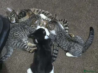Mixed Breed cats Adorable Kittens Looking for Their Forever Homes - Advert 2