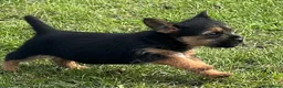Border Terrier dogs for sale: Boarder terrier x jack Russell - Advert 3