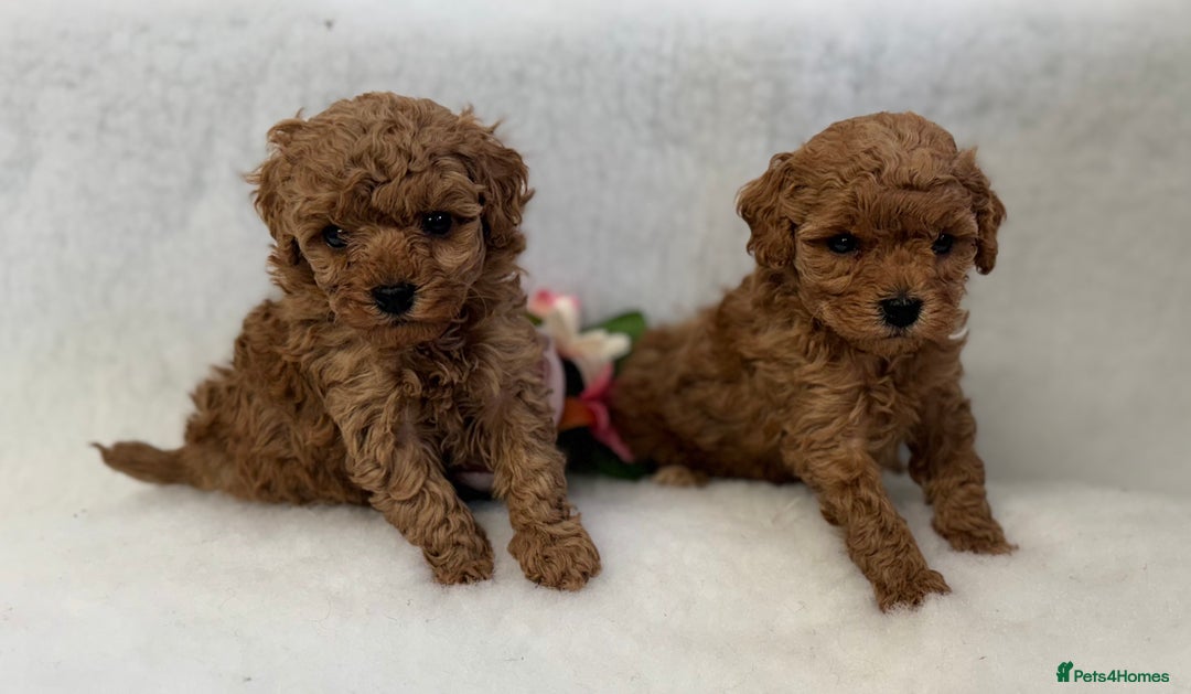 Toy Poodle dogs for sale: Asian toy poodles  - Image 4