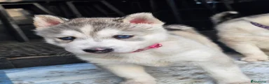 Siberian Husky 3