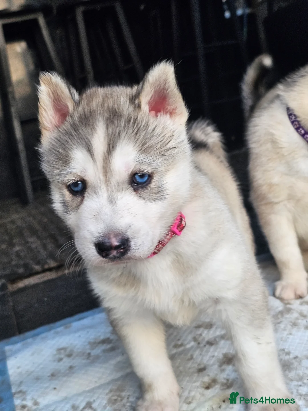 Siberian Husky dogs for sale: Husky pups looking for forever homes  in Shipley - Advert 2