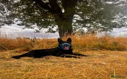 German Shepherd dogs for stud: German Shepherd *STUD* - Image 6
