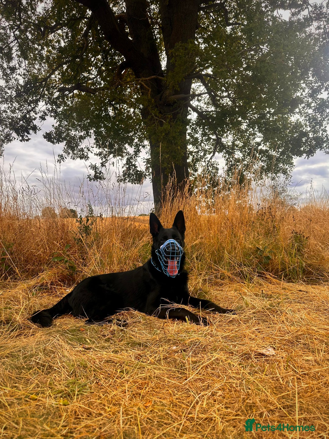 German Shepherd dogs for stud: German Shepherd *STUD* - Image 6