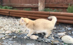 Scottish Fold cats for sale: 1male  1 female READY TO COLLECT - Image 14