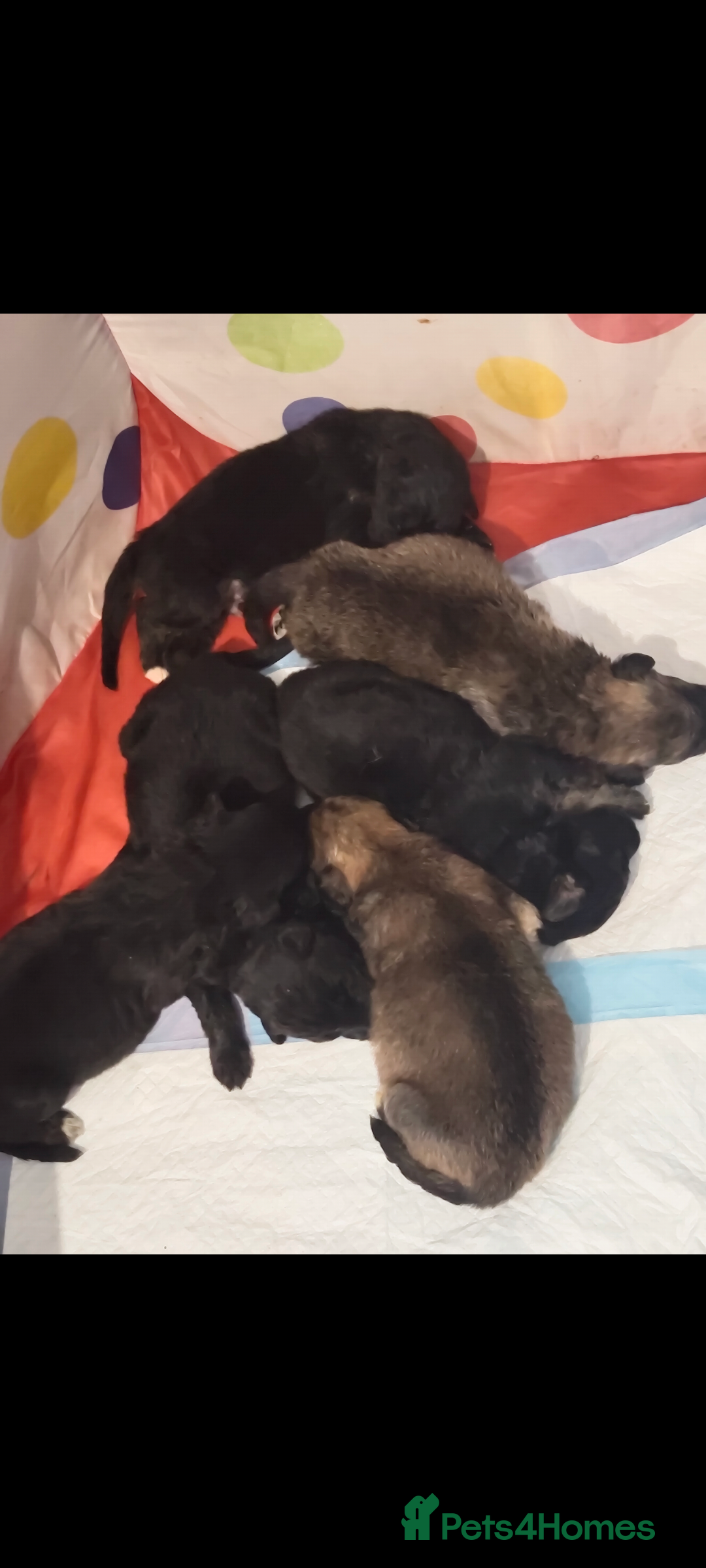 Mixed Breed dogs for sale: German shepherd cross deerhound  - Image 1