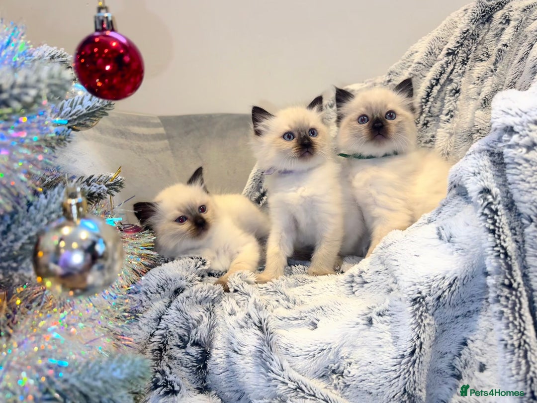 Ragdoll cats for sale: Black point Ragdoll Kittens🖤 - Advert 3