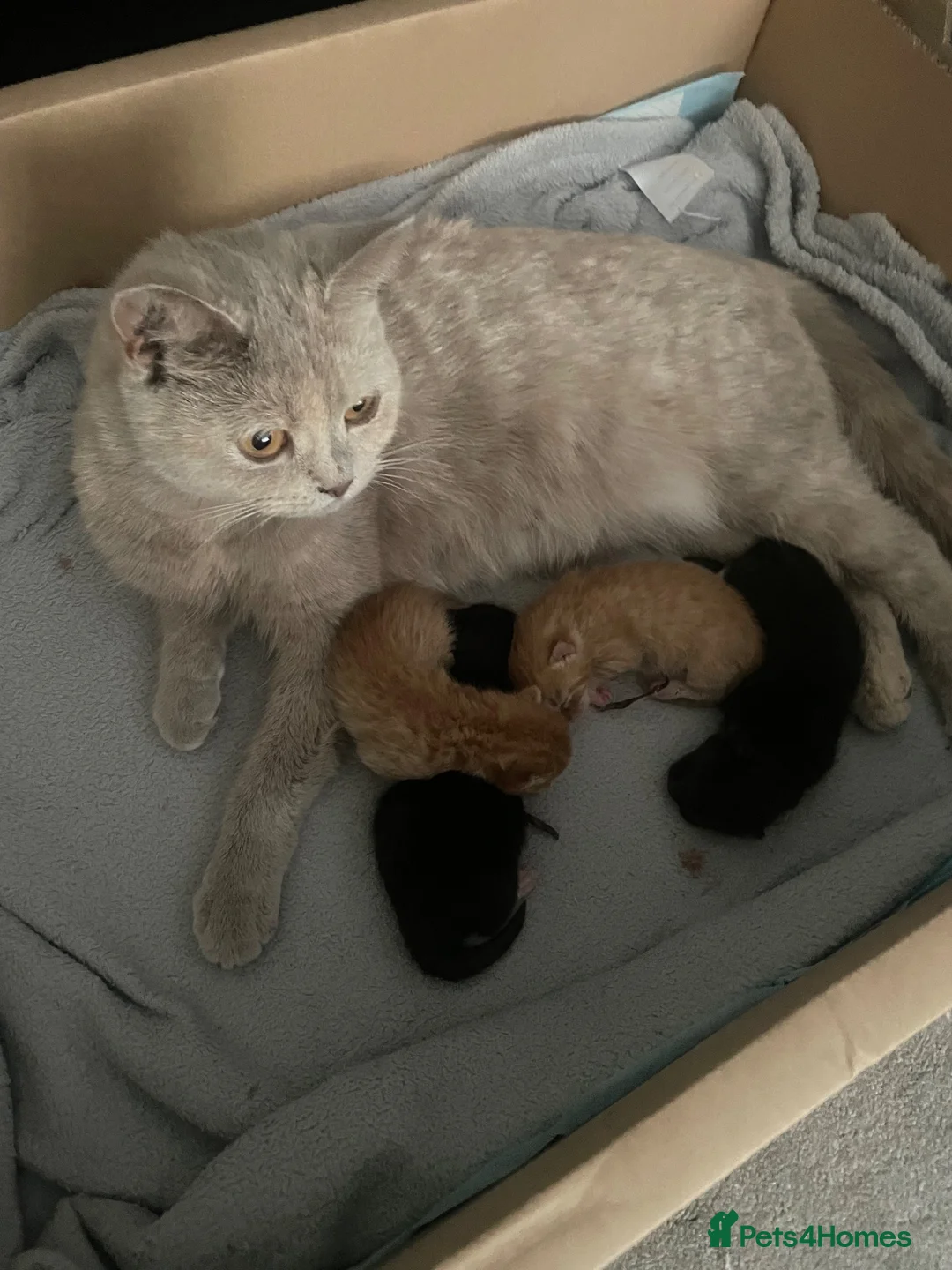 Mixed Breed cats for sale: British Shorthair Mix Kittens  - Advert 1