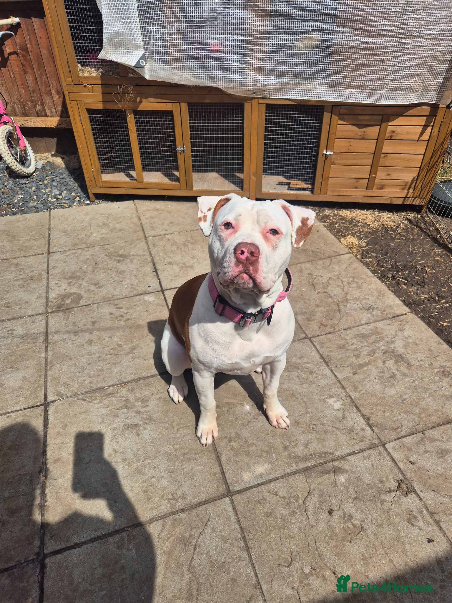 American Bulldog dogs Looking for a new home - Advert 1