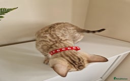 Bengal cats for sale: Stunning Glittered Pedigree Benga kittens  - Image 35