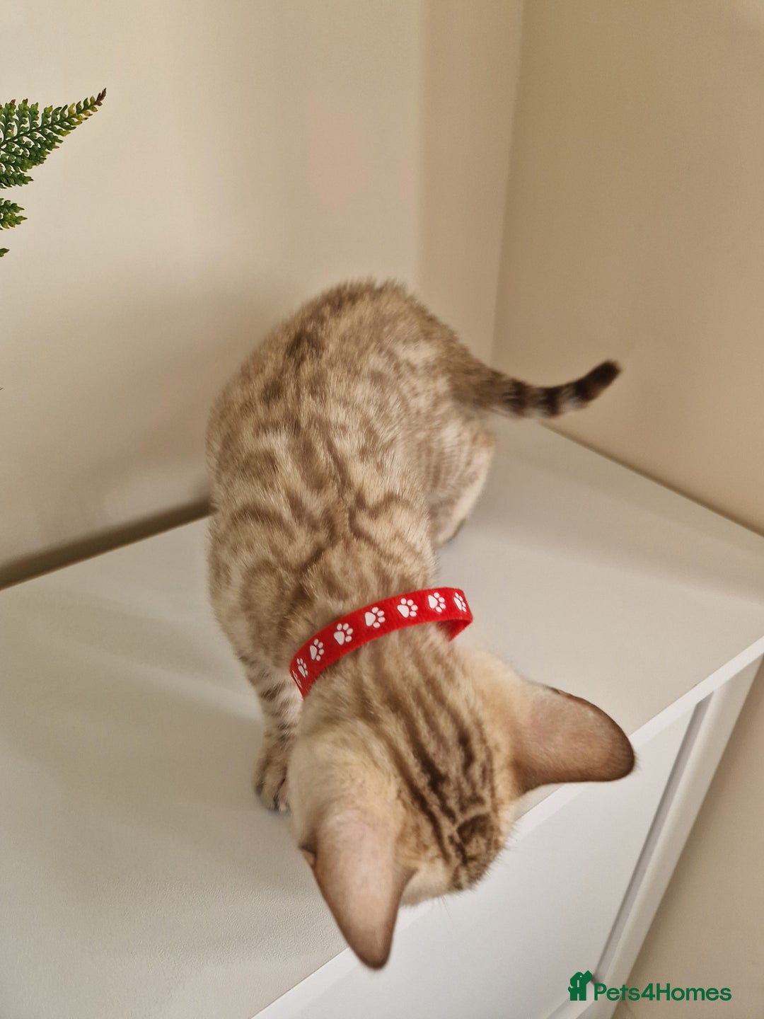 Bengal cats for sale: Stunning Glittered Pedigree Benga kittens  - Image 35