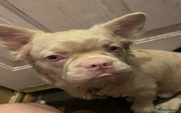 French Bulldog dogs for sale: Platinum white blonde fluffy french bulldog - Image 5