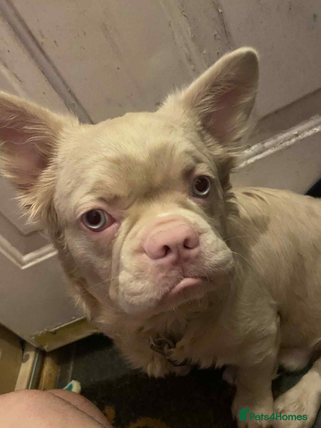 French Bulldog dogs for sale: Platinum white blonde fluffy french bulldog - Image 5