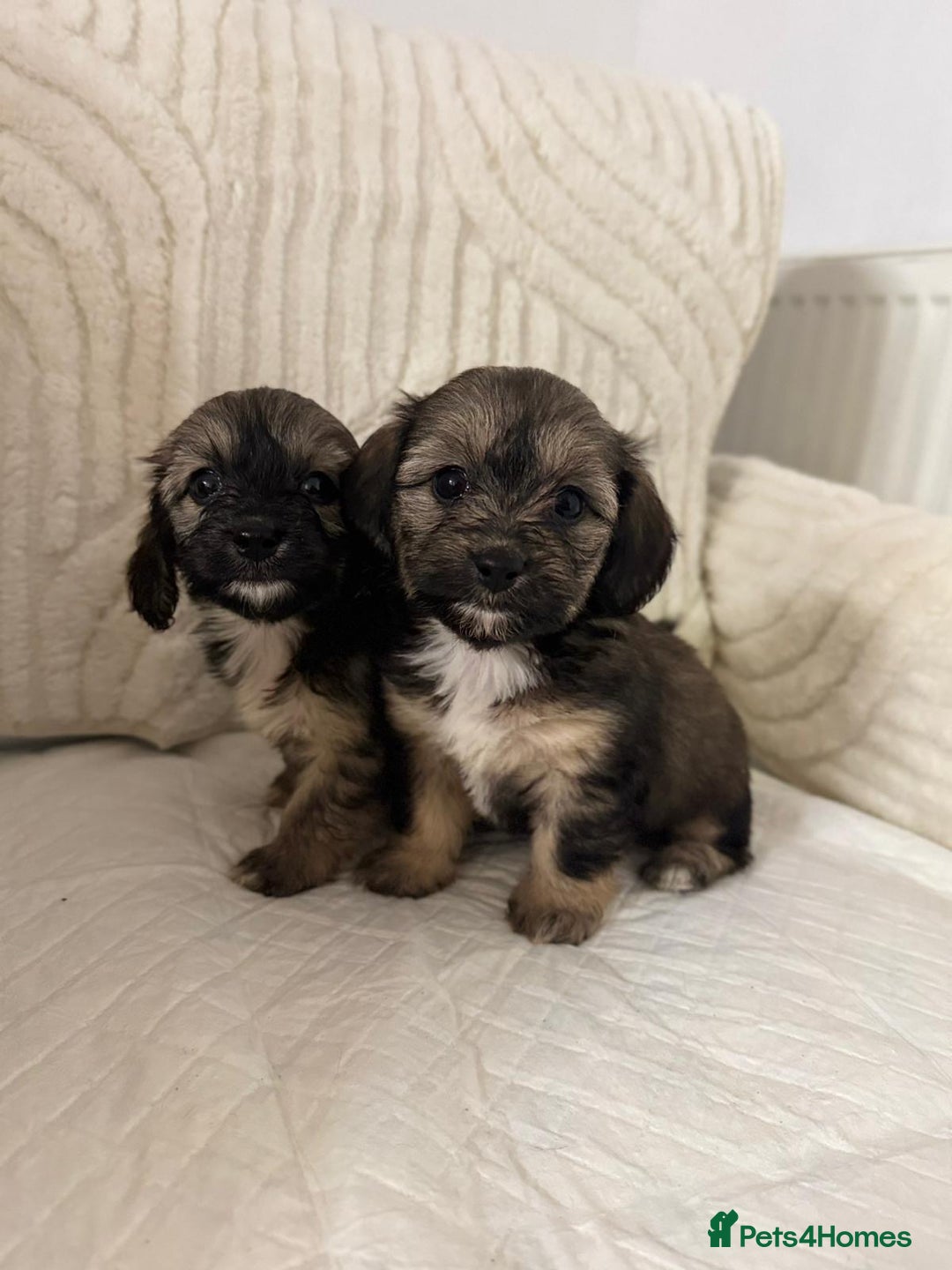 Mixed Breed dogs for sale: 6 Beautiful Daxichons - Advert 1