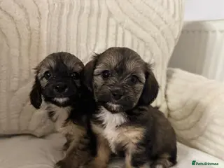 Mixed Breed dogs 6 Beautiful Daxichons - Advert 18