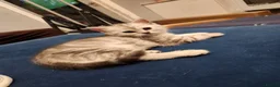 British Shorthair cats for sale: ✨️Reduce price British Shorthair kitten 2 left ✨️ - Advert 15