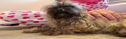 Mixed Breed dogs for sale: Beautiful chihuahua x shihtzu rehome  - Advert 4