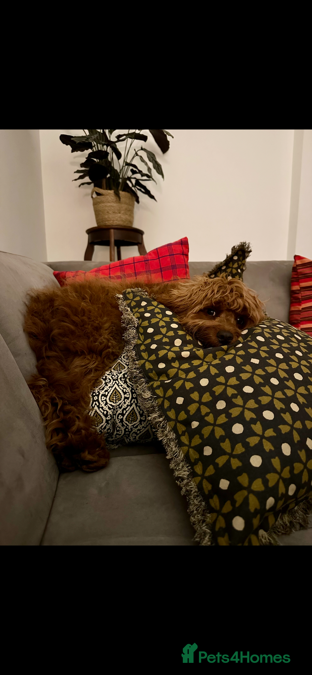 Cavapoo dogs for sale: F1 CAVAPOO BABIES 5🌟LICENSED BREEDER  - Image 21