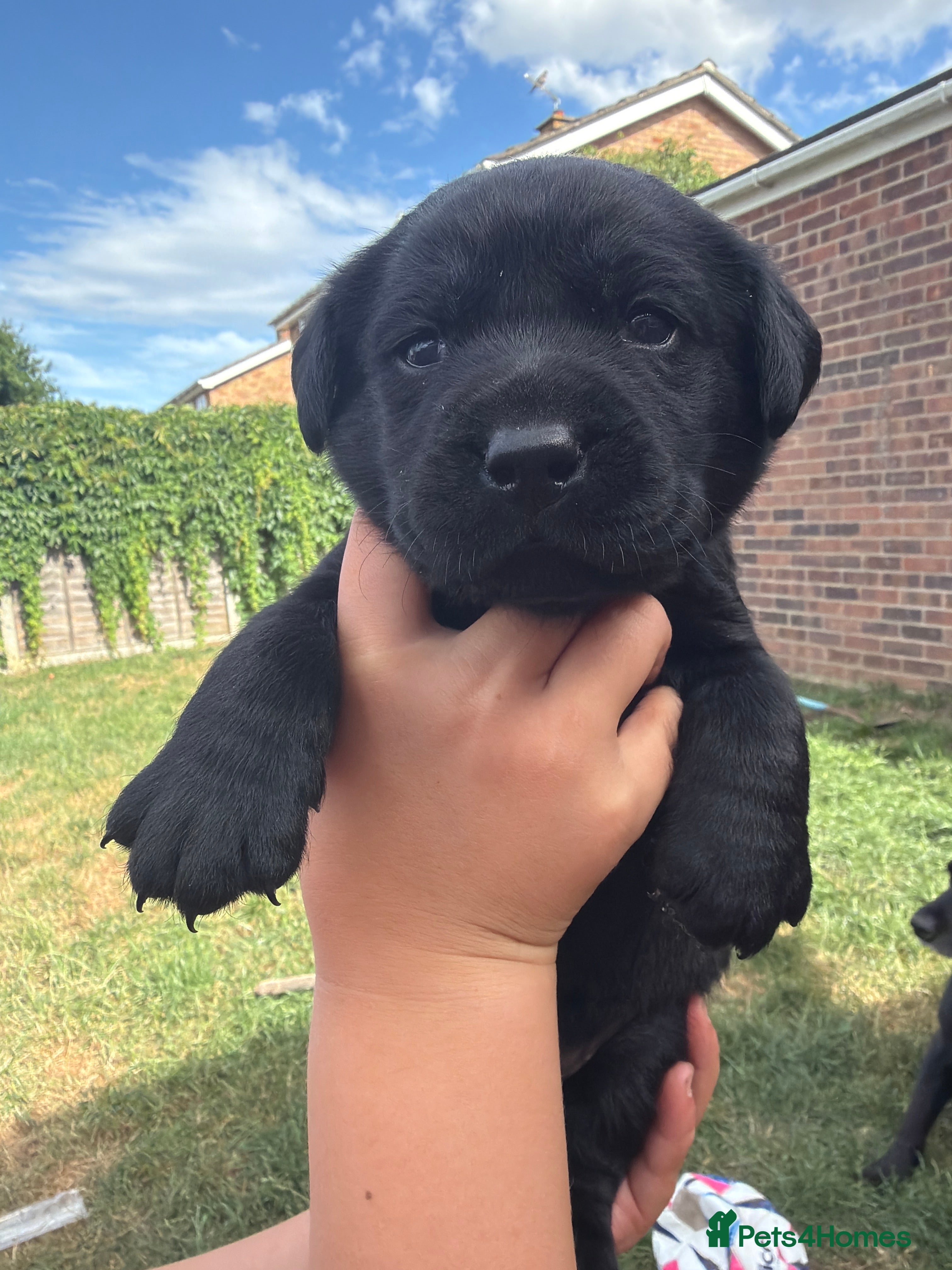 Labrador Retriever dogs KC registered puppies for sale. - Advert 2