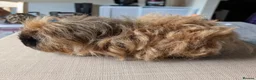 Guinea Pig rodents for sale: Texel and Alpaca boars looking for their 5*  home - Advert 10