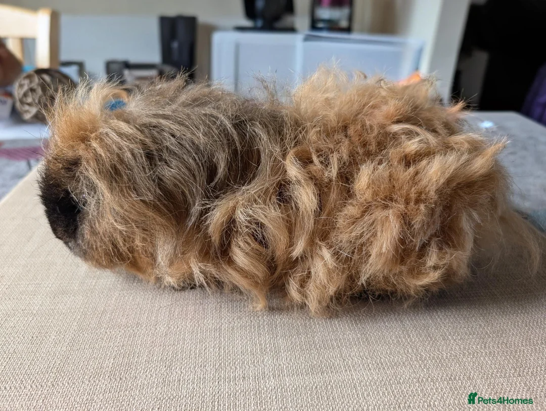 Guinea Pig rodents for sale: Texel and Alpaca boars looking for their 5*  home - Advert 10