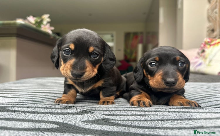 Miniature Dachshund dogs - Advert 4
