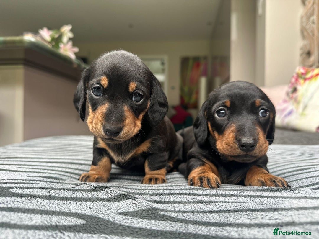 Miniature Dachshund dogs for sale: KC short haired miniature Black and Tan puppies - Image 1