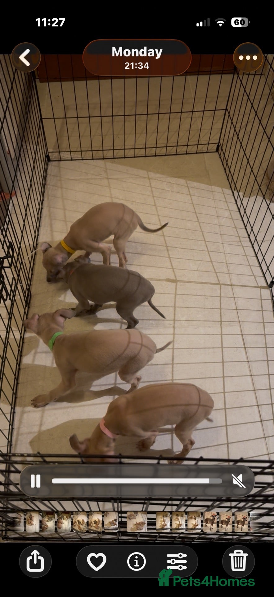 Italian Greyhound dogs 4 KC registered Italian Greyhound puppies 🐾🩵🩷 - Advert 2