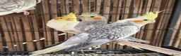 Cockatiels birds for sale: BEAUTIFUL Cockatiels FOR SALE - Advert 3