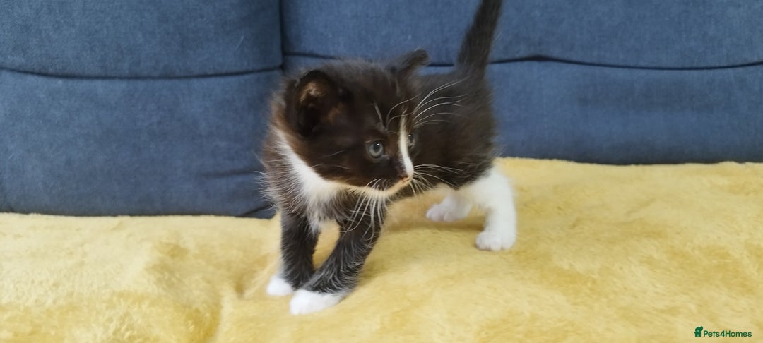 Ragdoll cats for sale: Half Ragdoll - one boy and four girls - Image 7