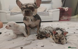 French Bulldog dogs for sale: French bulldog , merle, platinum, fluffy carriers. - Image 8