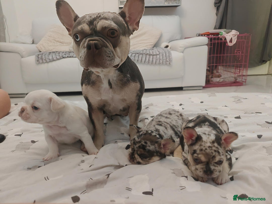 French Bulldog dogs for sale: French bulldog , merle, platinum, fluffy carriers. - Image 8