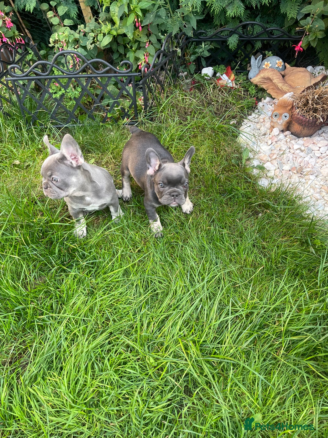 French Bulldog dogs for sale: KC registered french bulldogs  - Image 5