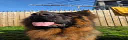 German Longhaired Pointer dogs for stud: 2 years old German Shepherd  - Advert 10