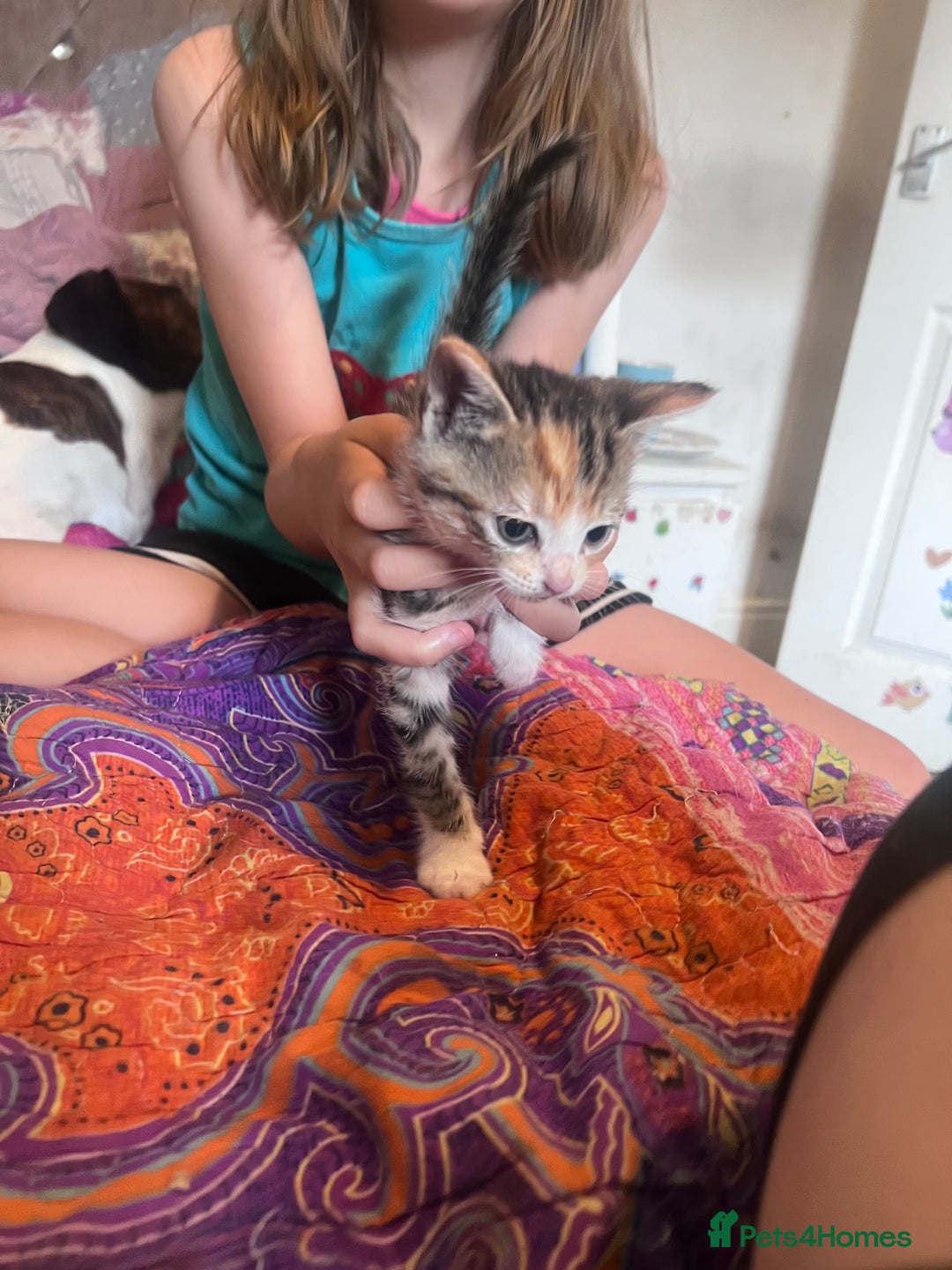 Mixed Breed cats for sale: Kittens  - Image 9