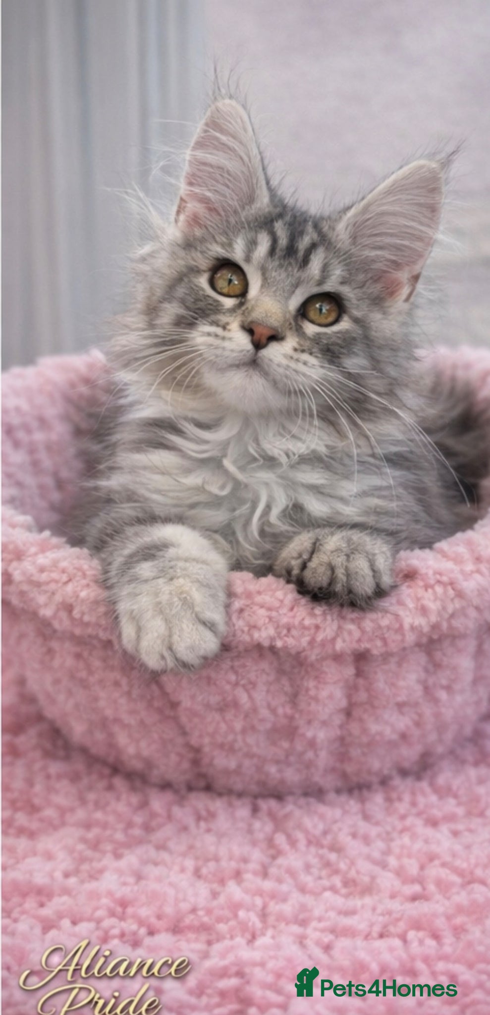 Maine Coon cats LAST FEMALE AVAILABLE Champion blood line kittens  - Advert 10