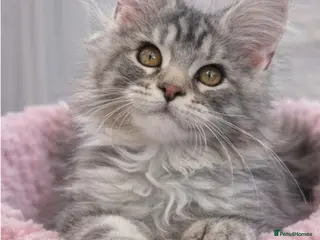 Maine Coon cats LAST FEMALE AVAILABLE Champion blood line kittens - Advert 10