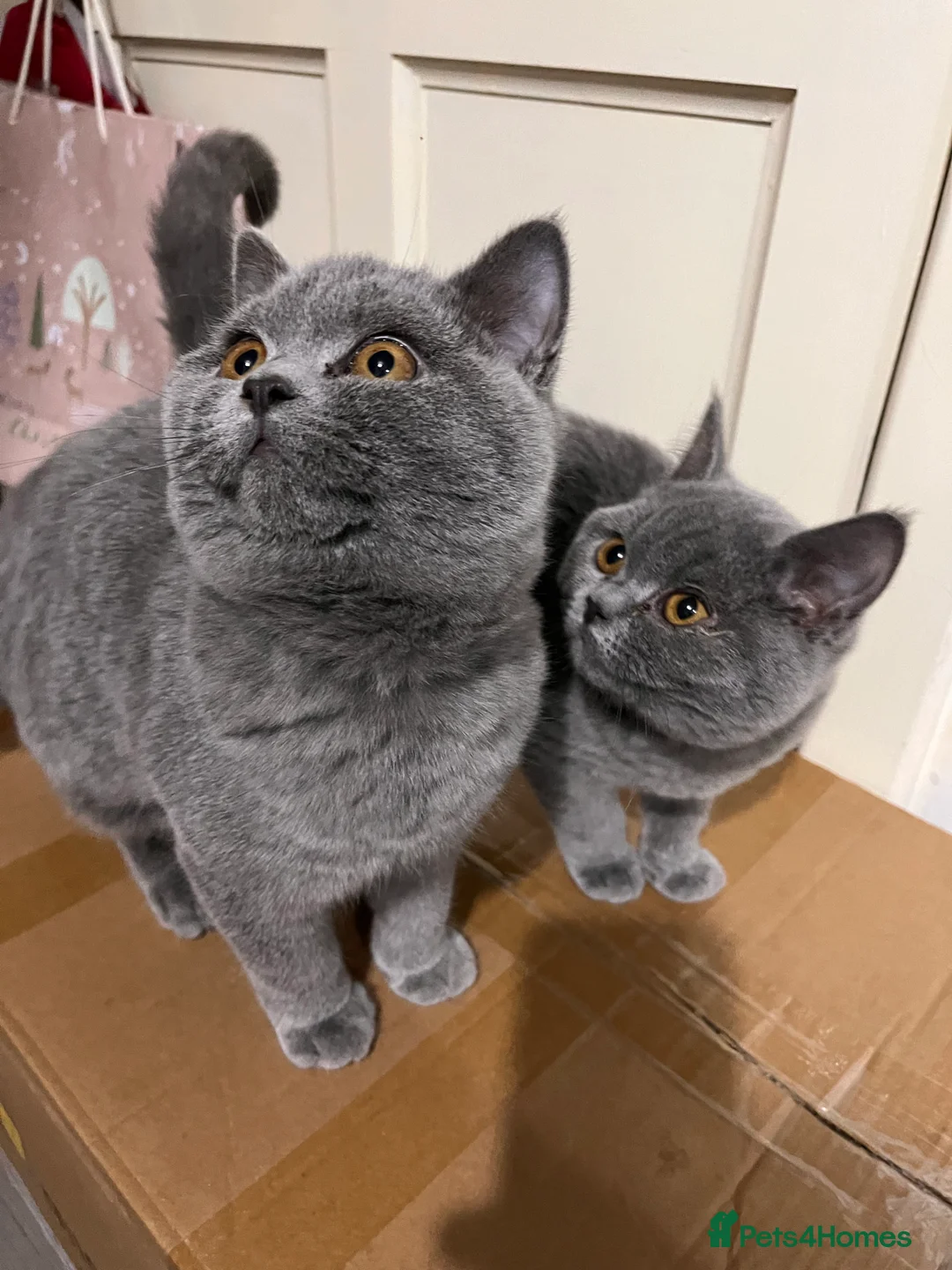British Shorthair cats for stud: 🩶 British Shorthair Stud  in Alloa - Advert 14
