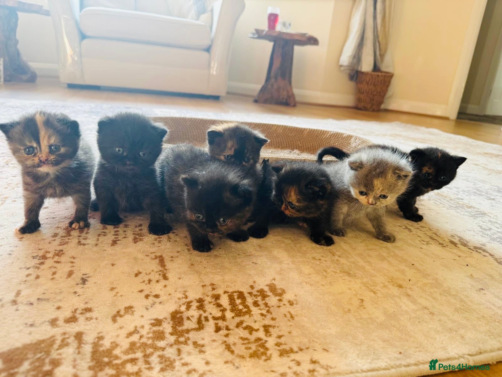 British Shorthair cats 7 beautiful gccf reg -British short hair kittens  - Advert 1