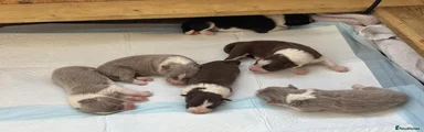 Border Collie 3