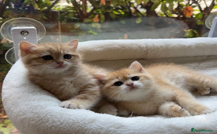 British Shorthair cats - Advert 5